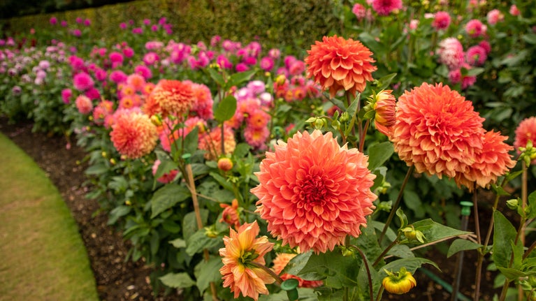 A sweeping rainbow of dahlias in oranges, purples and pinks against a curved hedge
